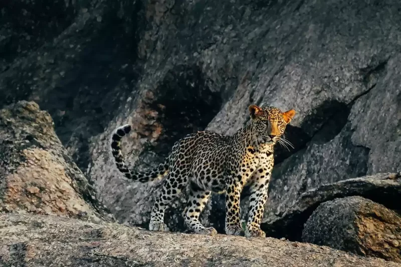 leopard