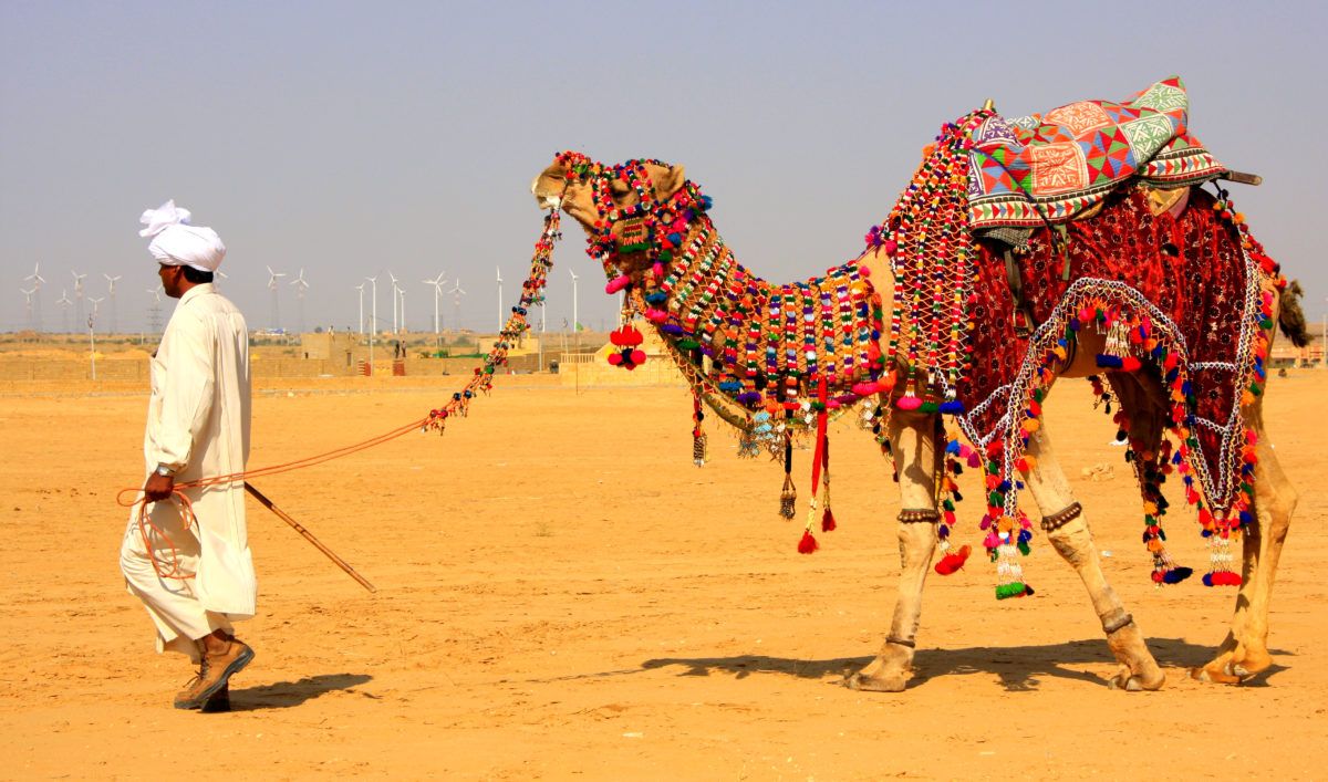 Desert Adventures in Rajasthan: Camel Safaris and Beyond