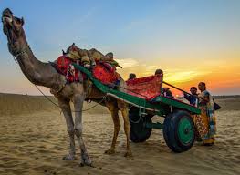 Camel Carts: The Desert’s Trusty Mode of Transport