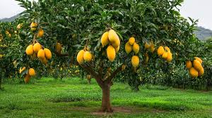 Lush orchards owned by Indian royals