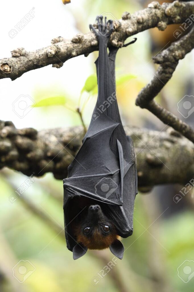 fruit bats