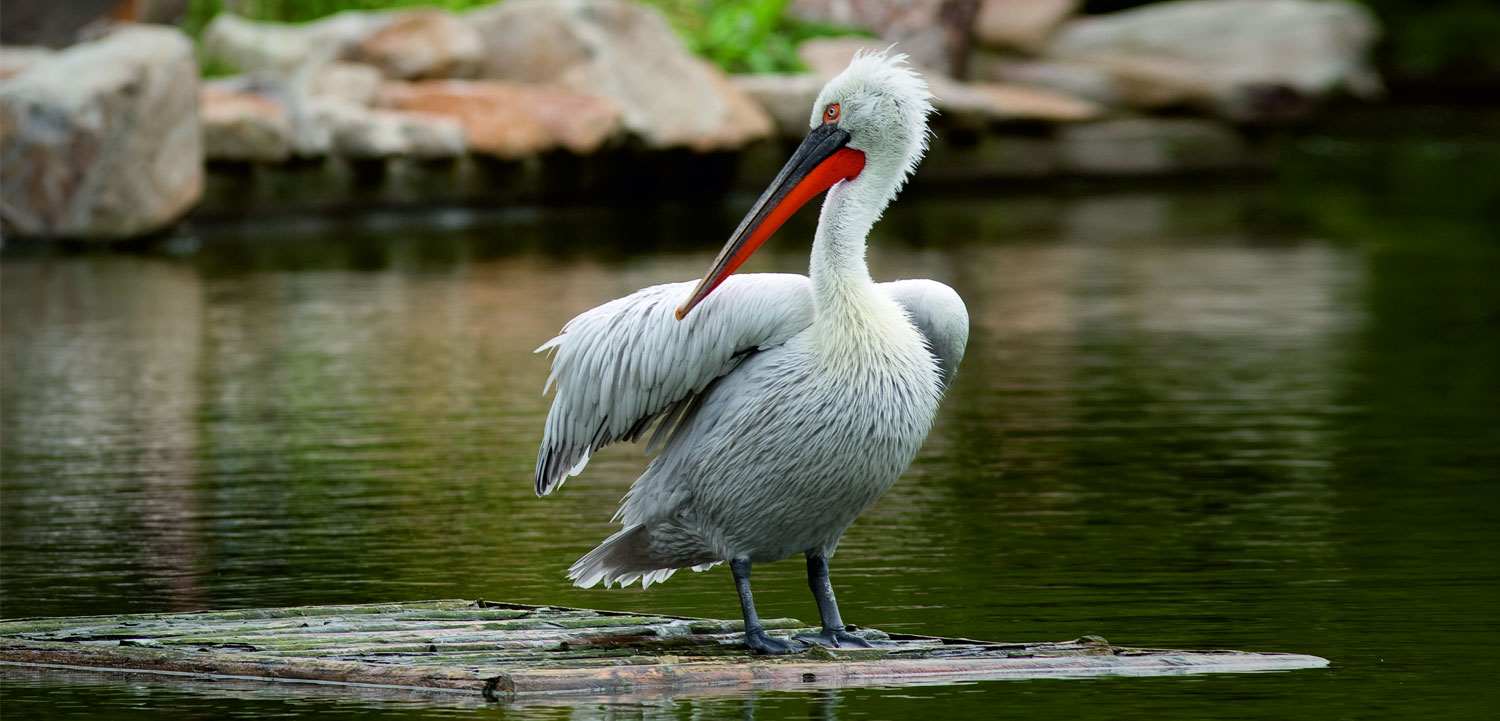 Bird Watching at Nalsarovar