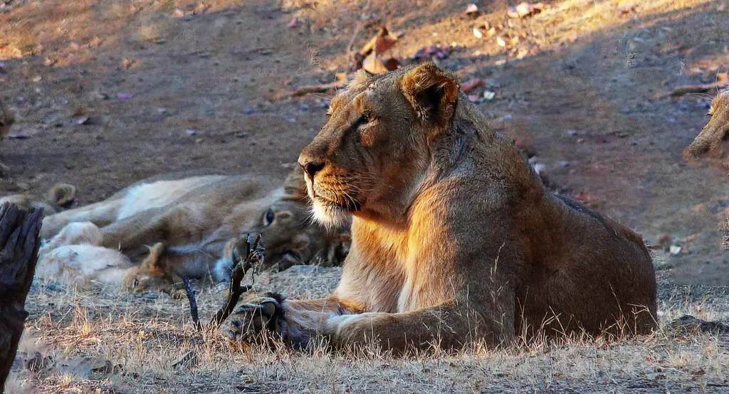 Gir – Home of the Asiatic Lion and African Tribes