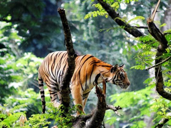 Philanthropic Princes: Royals Leading Conservation Efforts in the Sunderban