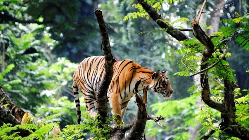 Philanthropic Princes: Royals Leading Conservation Efforts in the Sunderban